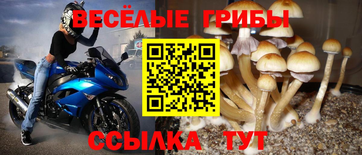 Псилоцибиновые грибы мицелий Россия