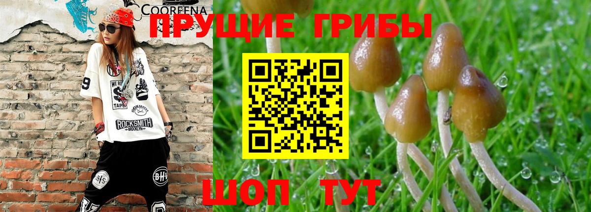 Псилоцибиновые грибы мицелий  Вход с VPN  Россия 